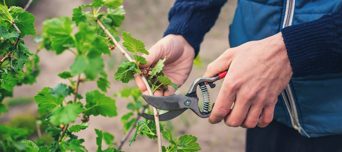 gardener pruning currant bushes