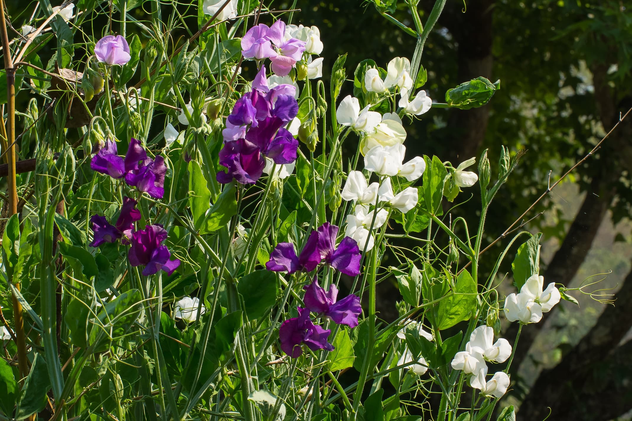 white and purple flowering lathyrus in the garden