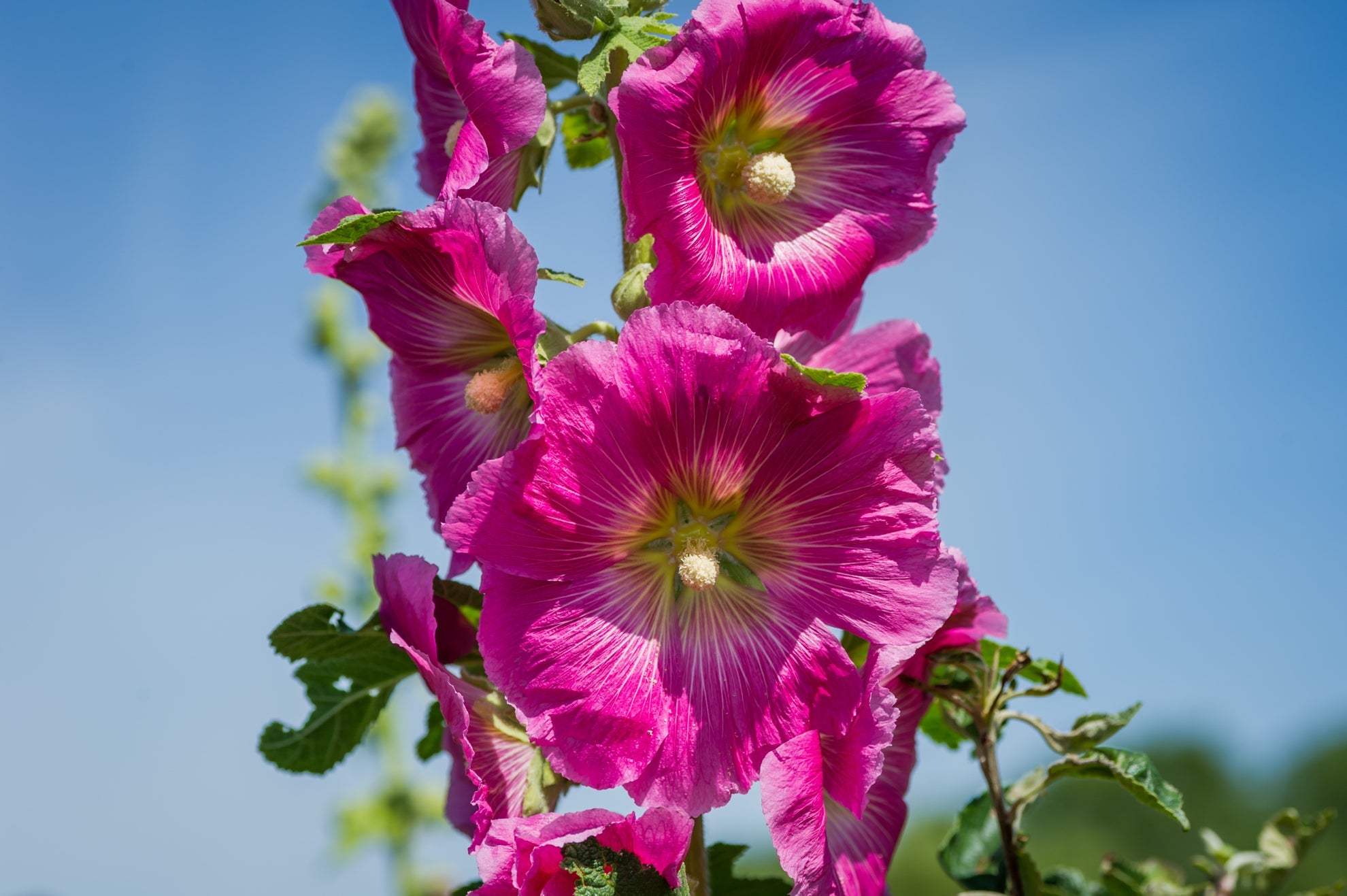 deep pink flowering lavatera with a tall stem growing outside with a blue sky in the background