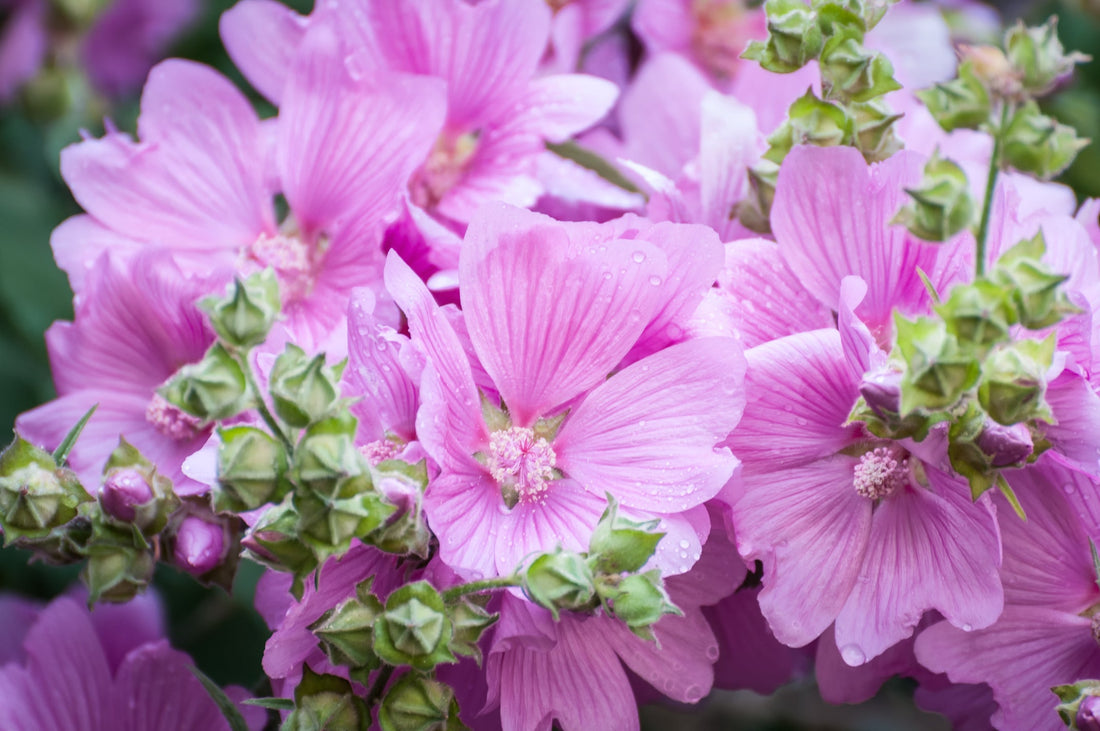 pink flowering lavatera shrub growing outside