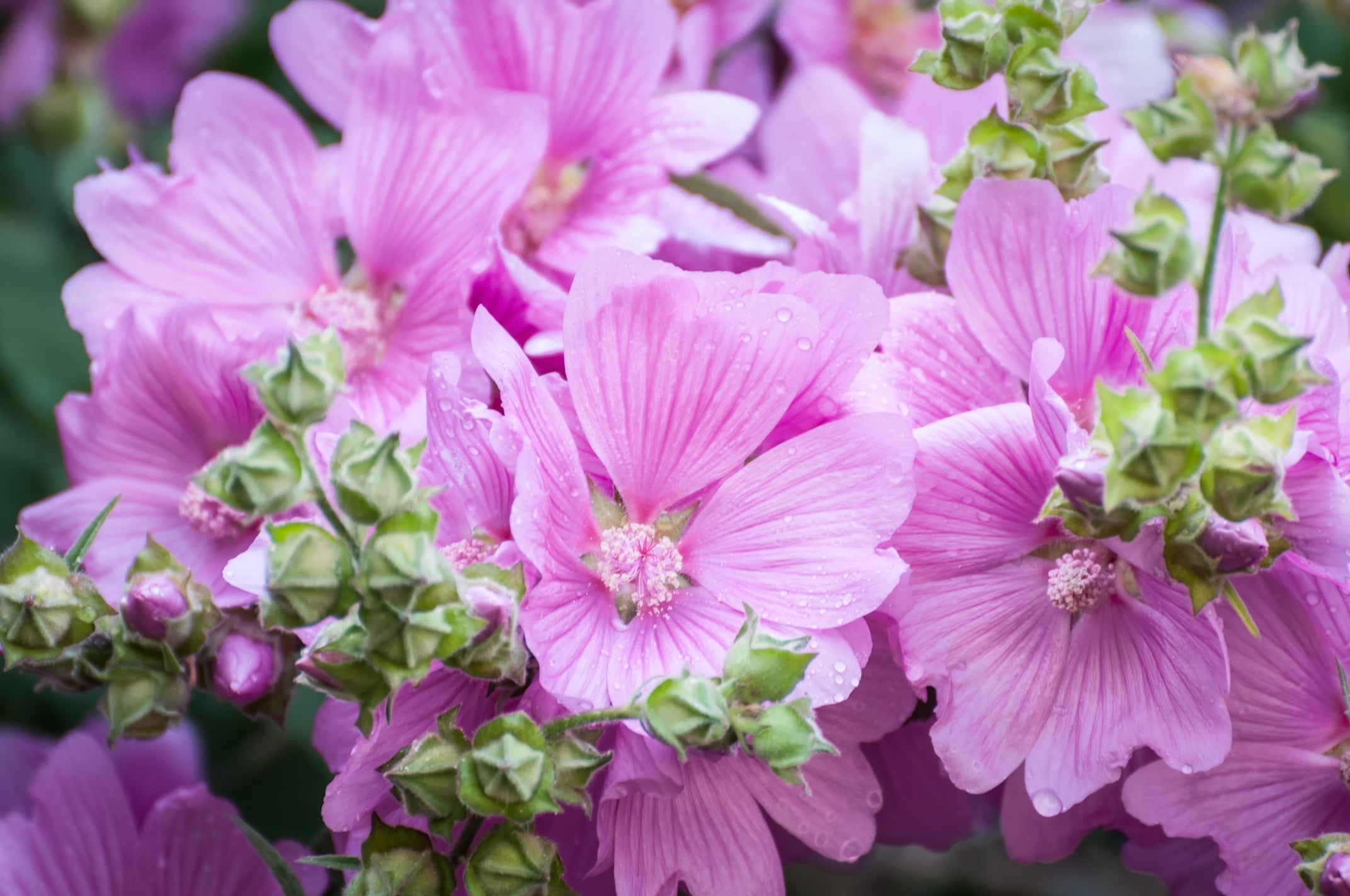pink flowering lavatera shrub growing outside
