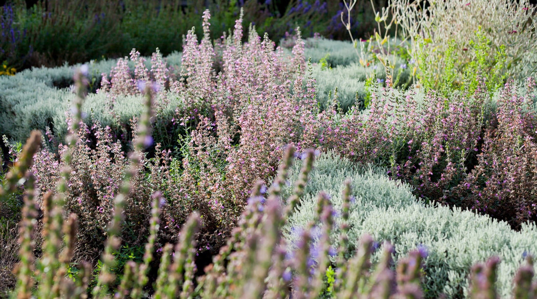 lavender, catnip, sage and other herbs growing as companion plants in a large garden area