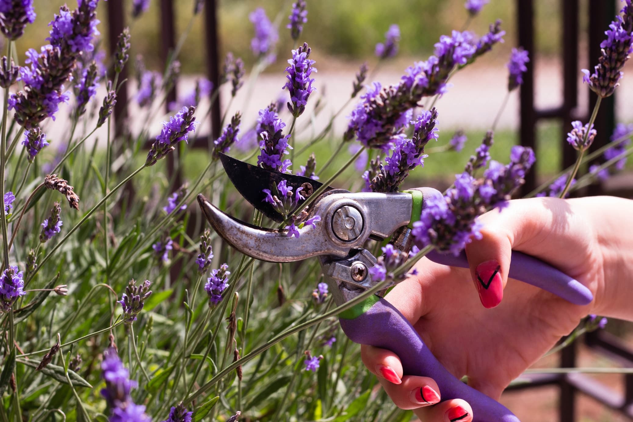 cutting lavender with hand secateurs