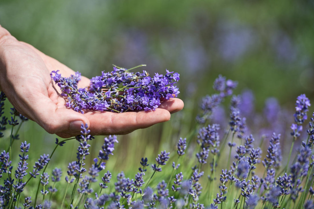 a hand holding lavender flowers that have been harvested in front of a lavender shrub growing outside in a field