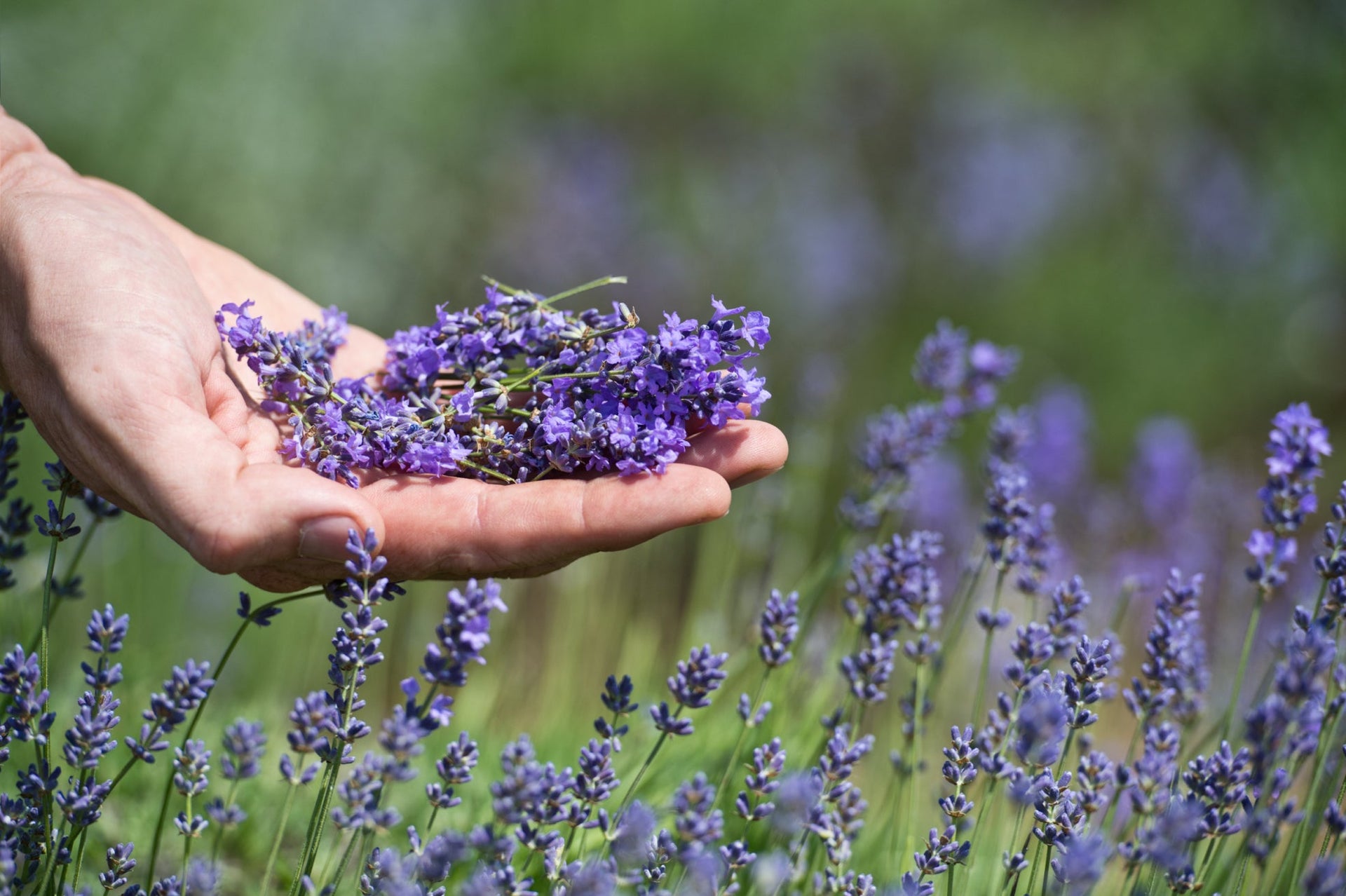 Growers Share Their Tips For Harvesting Lavender Sprigs (And Which Stems To  Cut) | Horticulture.co.uk