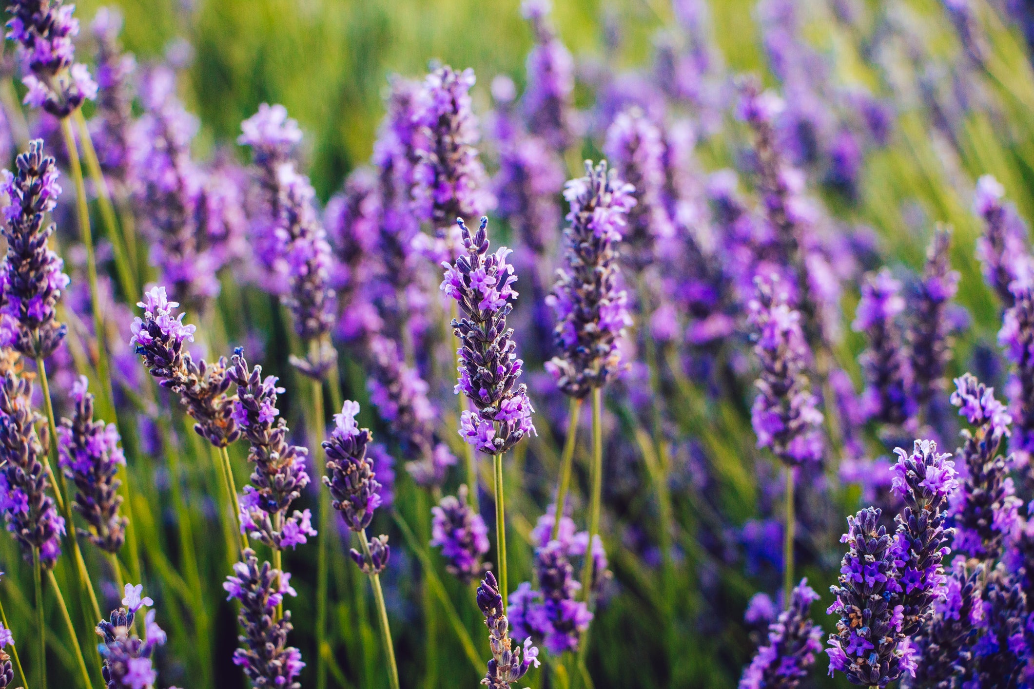 purple flowering lavender growing outside in a field