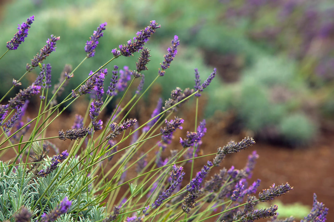 purple flowering lavender growing on tall stems in a garden bed outside with other green shrubs in the background