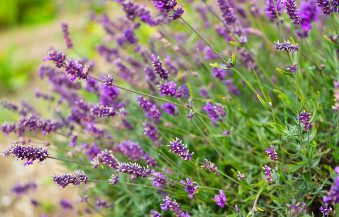 lavender shrub with purple flowers and tall foliage