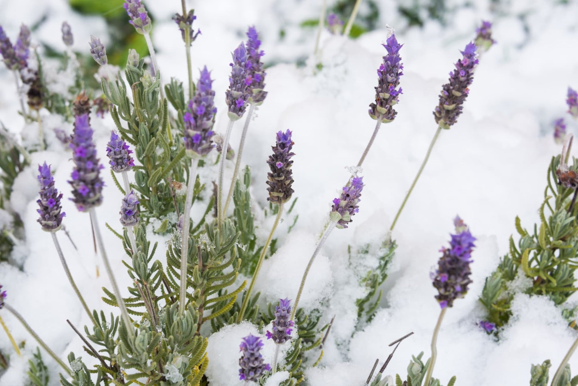 Not All Lavenders Are Equally Hardy: Overwinter Yours With These Tips From  Gardeners | Horticulture.co.uk