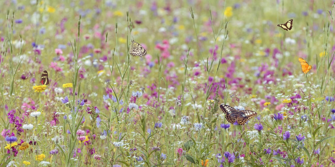 a field blooming with beautiful wildflowers and butterflies