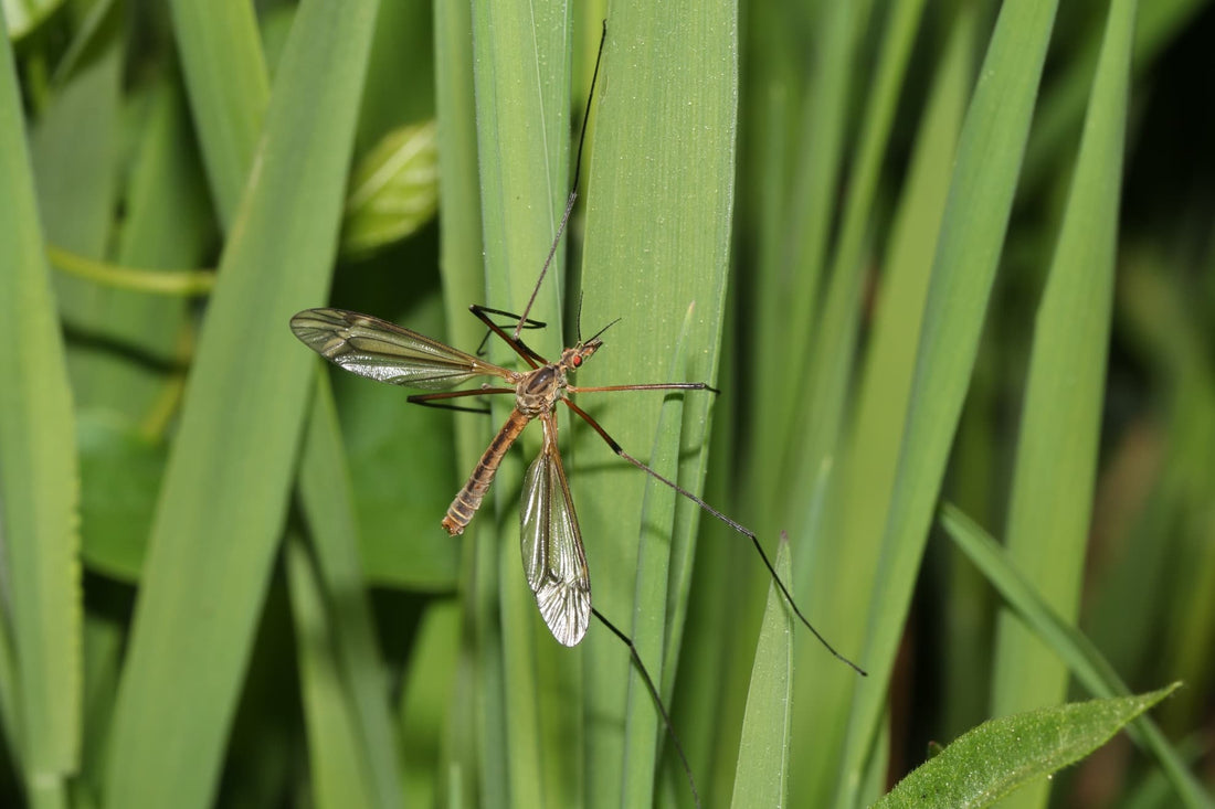 Tipulidae on stems of garden plants