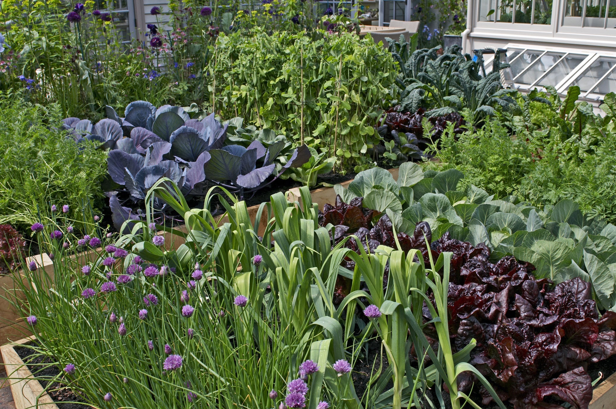 leeks growing in a vegetable garden bed with other green-leaved vegetables