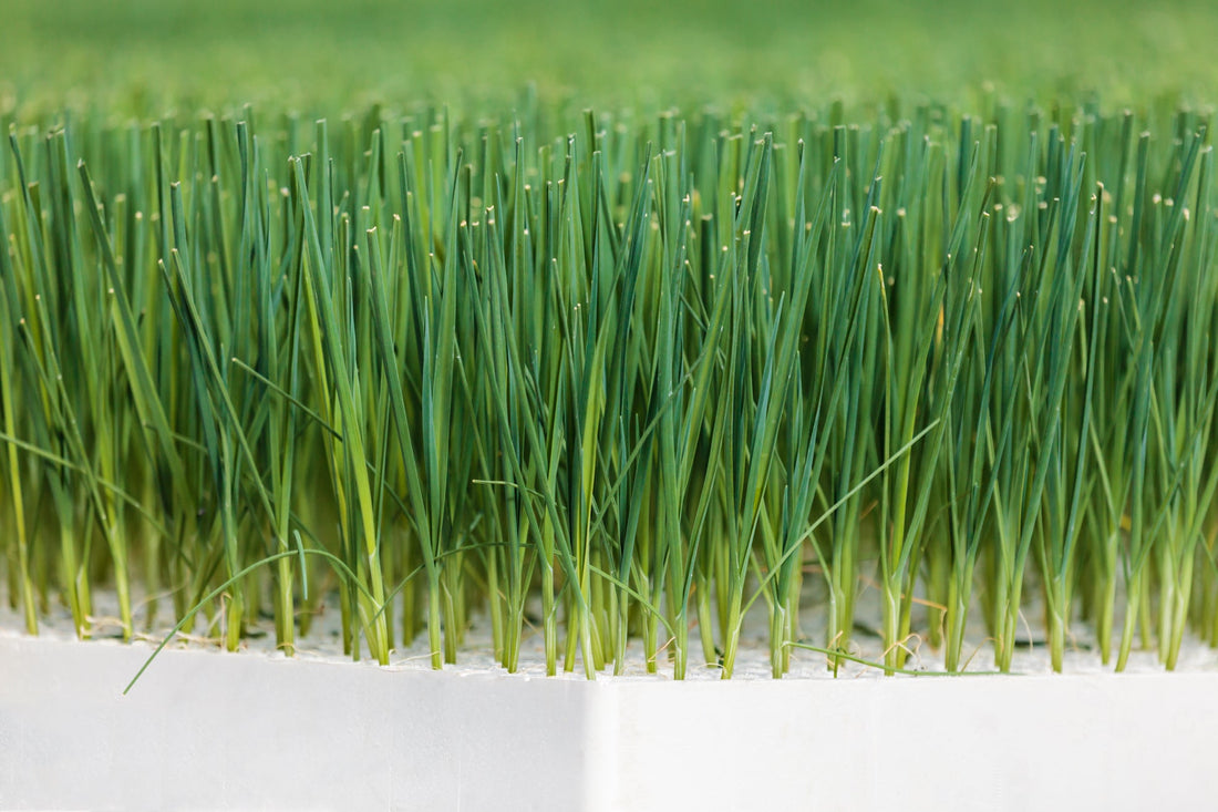 young leeks with green thin leaves growing from a white container