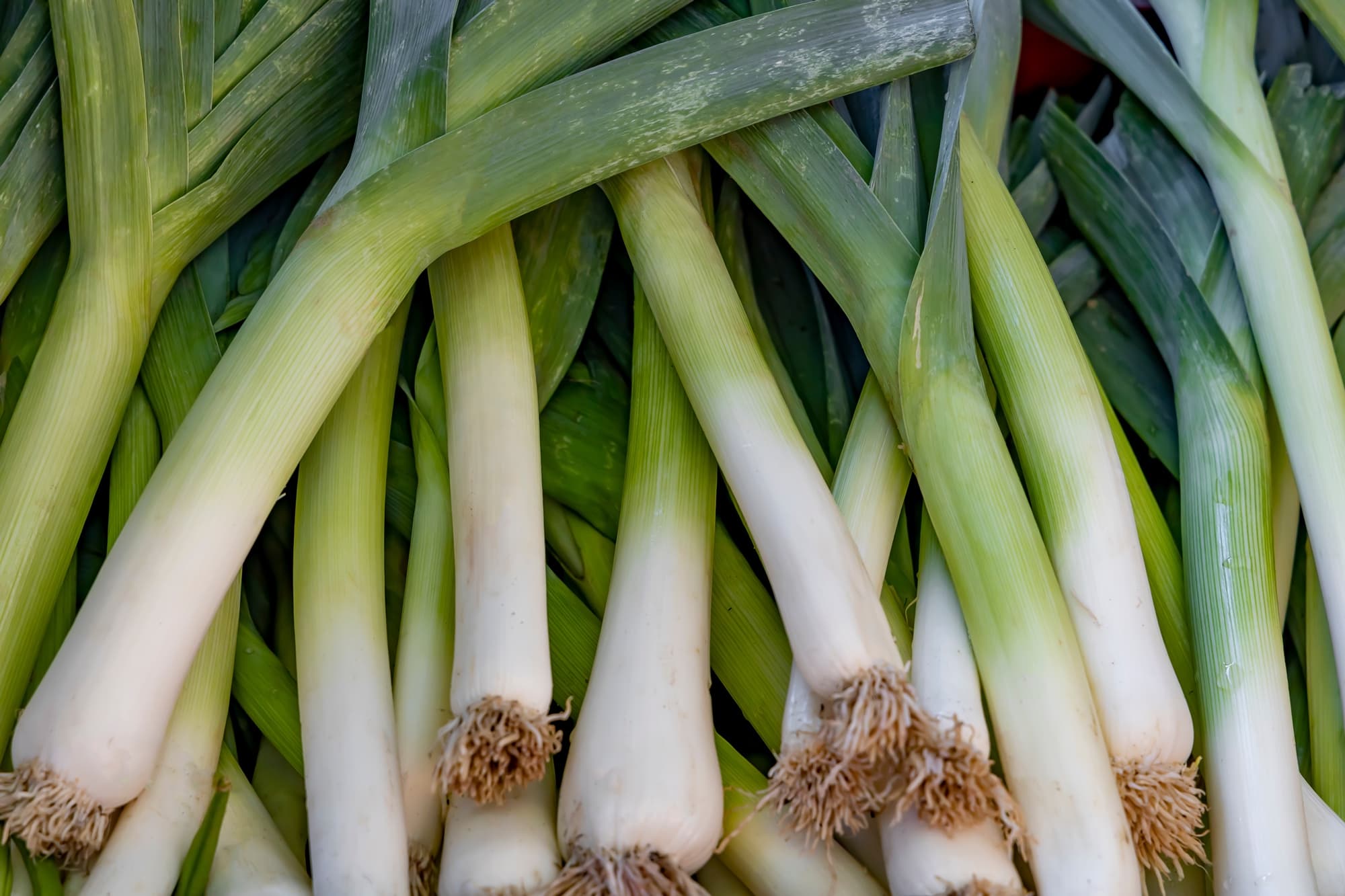 freshly harvested leeks with thick green stems that fade to white towards the brown roots