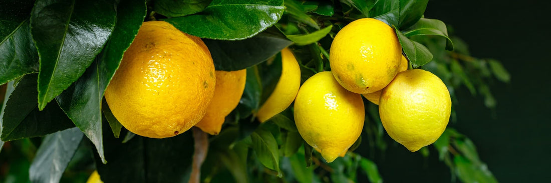 panoramic view of lemon fruits growing on a tree
