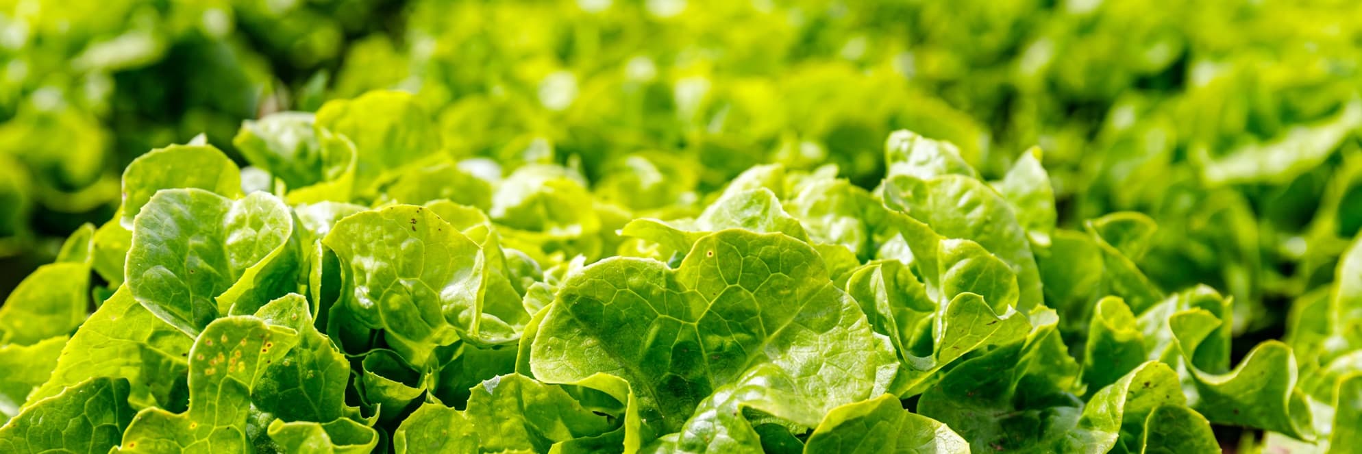 green textured lettuce leaves