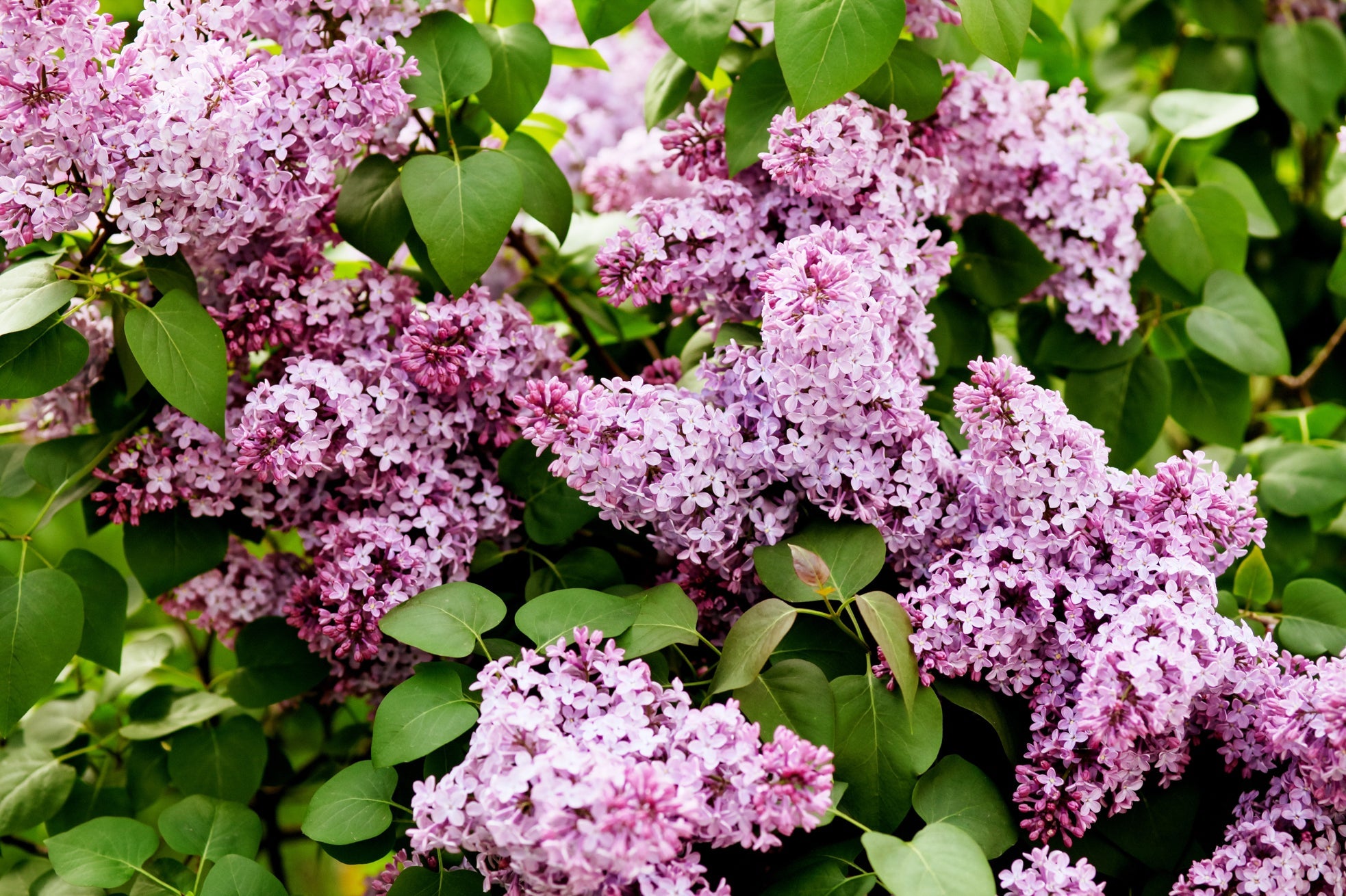 small pink flowers growing in clusters amongst the green leaves from a lilac plant