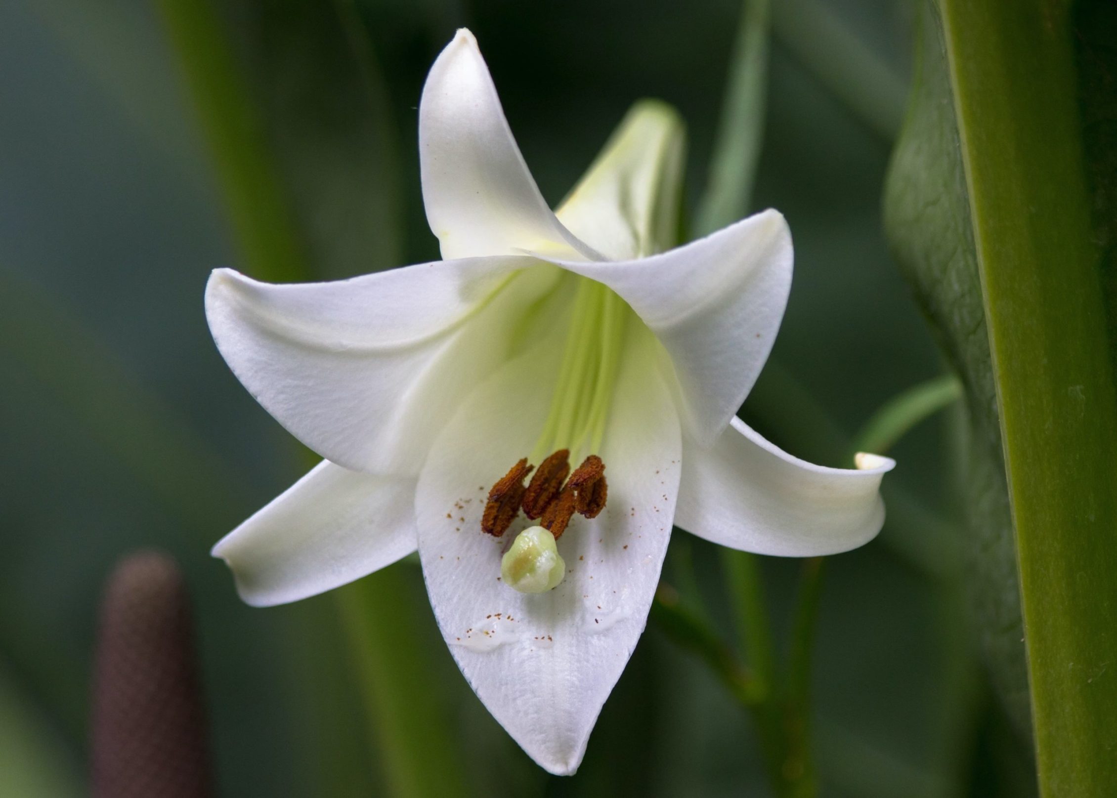close up of a white trumpet lily
