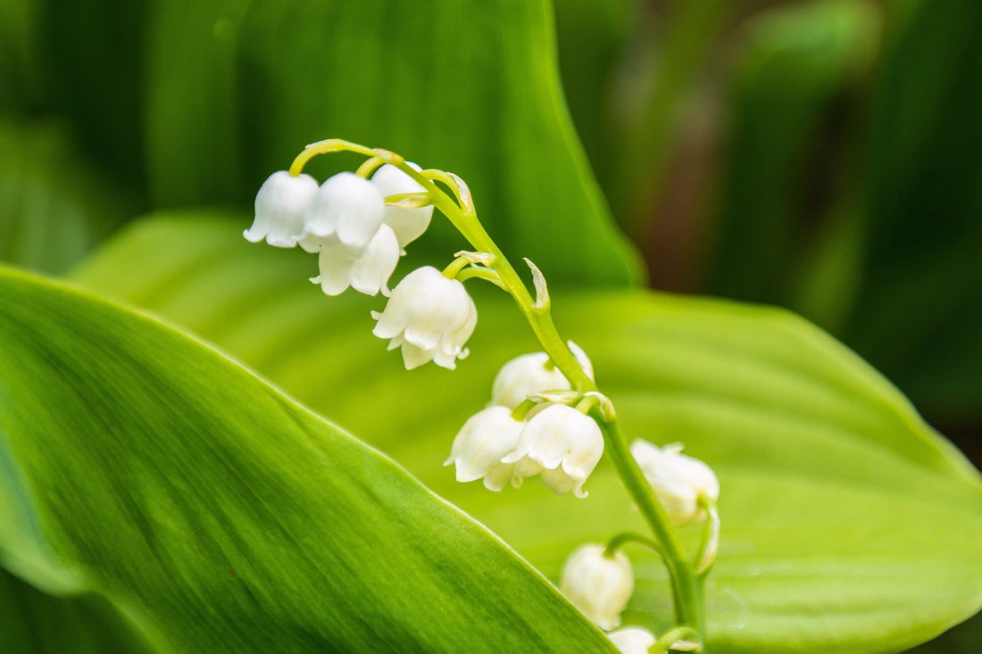 lily of the valley flowering plants