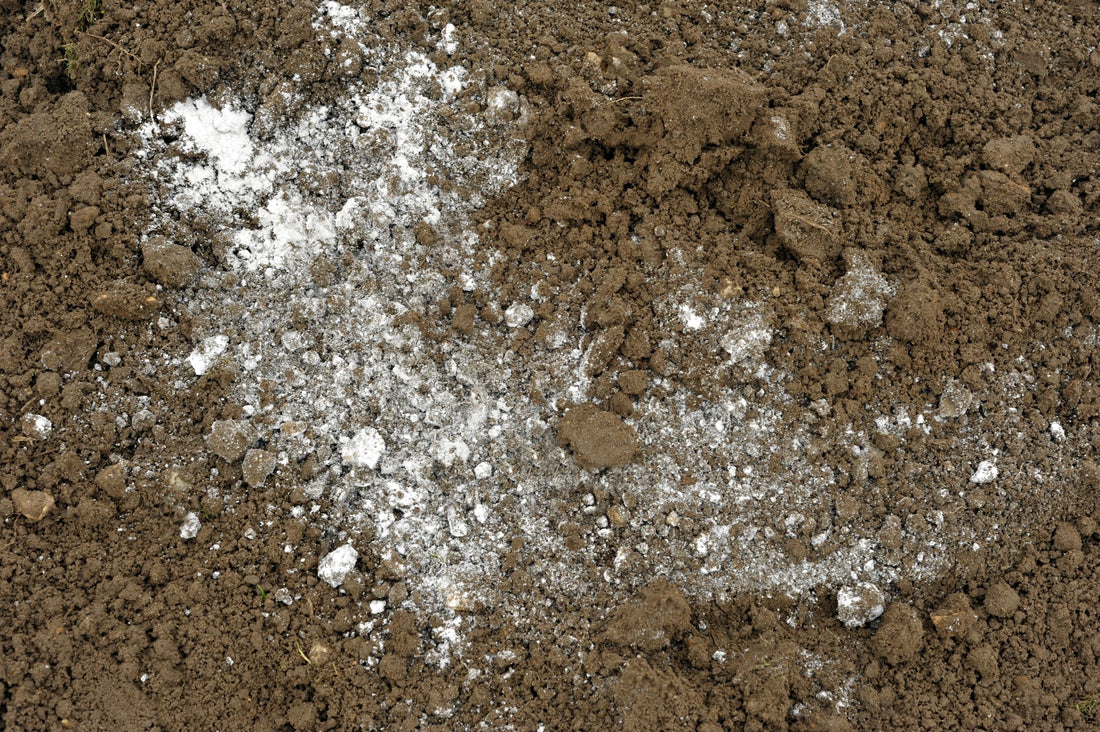 acidic soil that has been scattered with ground lime, a white powder