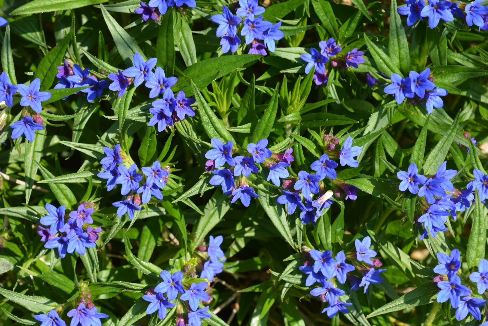 Lithodora diffusa with blue flowers and lanceolate leaves