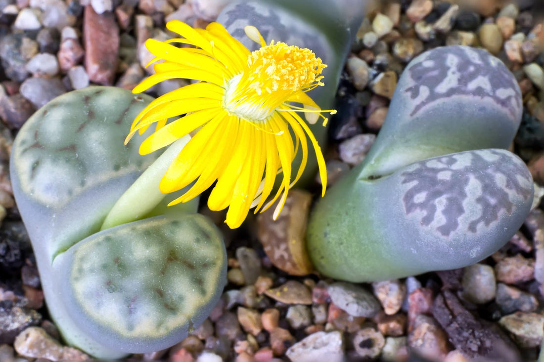 yellow flowering Lithops plant with fleshy stems