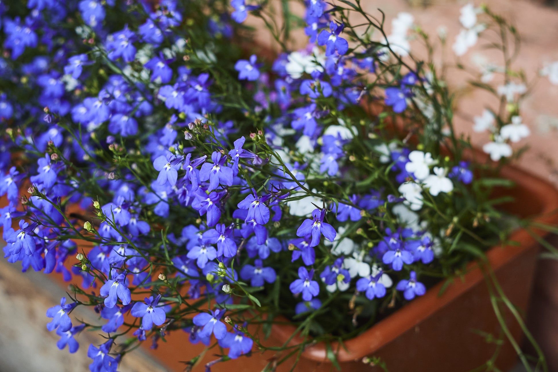 potted lobelia with blue and white flowers growing outside in front of a brick wall