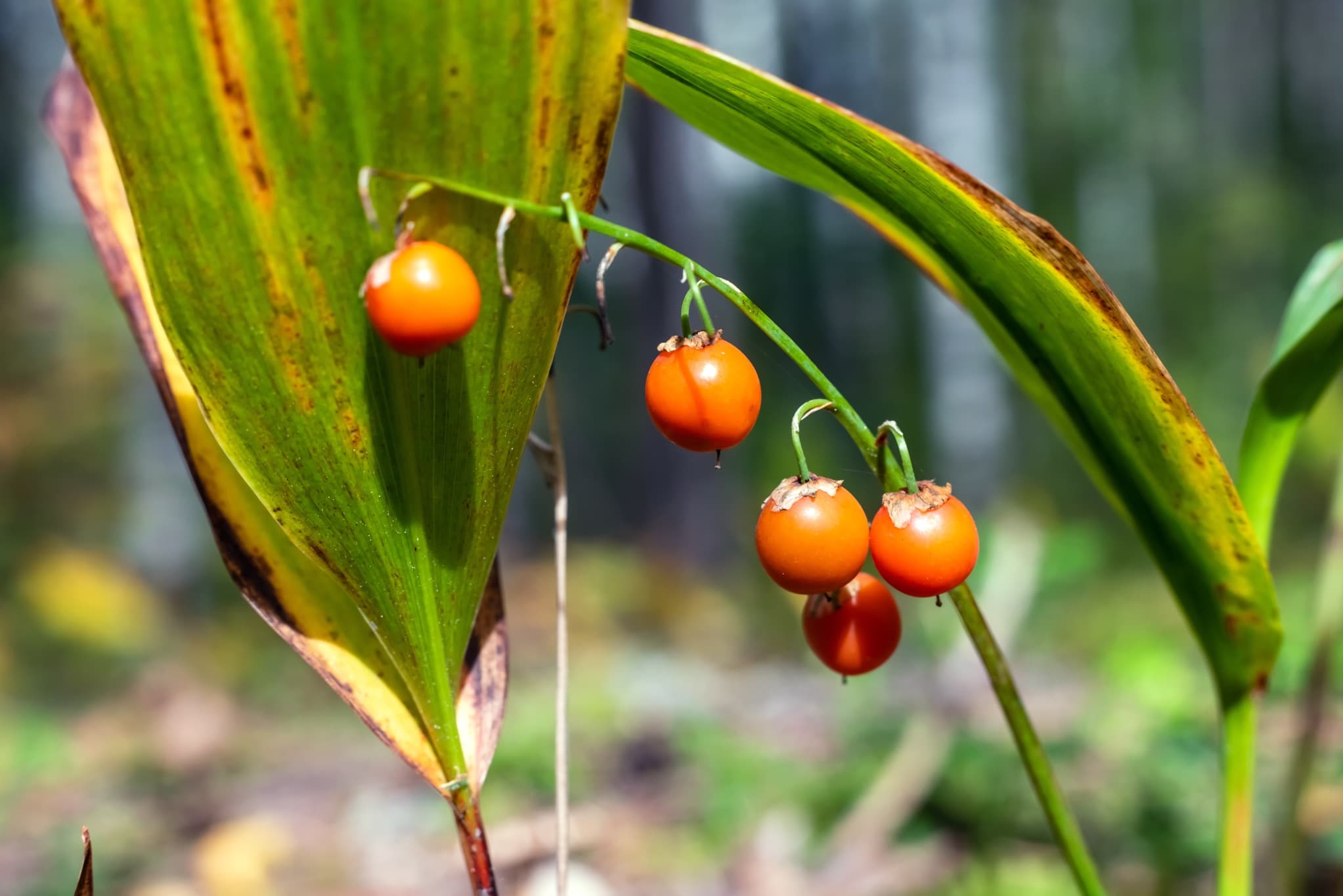 orange berries of Convallaria majalis