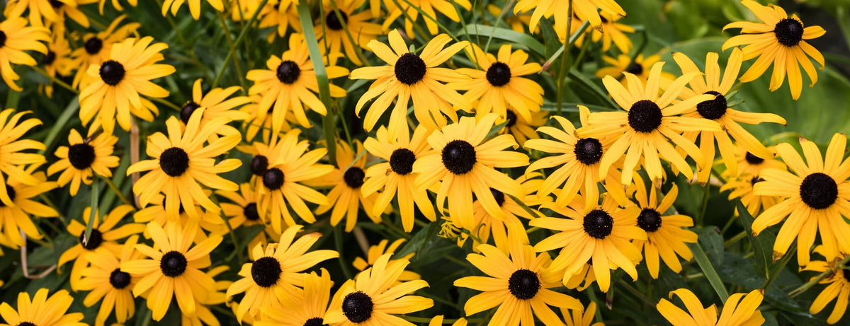 42 Low Maintenance Plants For Care Free Gardens With BBC Countryfile's ...