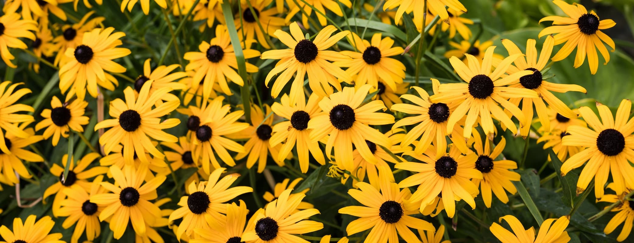 bunches of yellow black eyed susan flowers