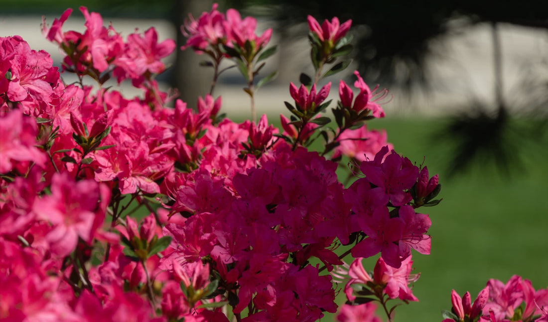 pink flowering azalea japonica with a large garden in the background