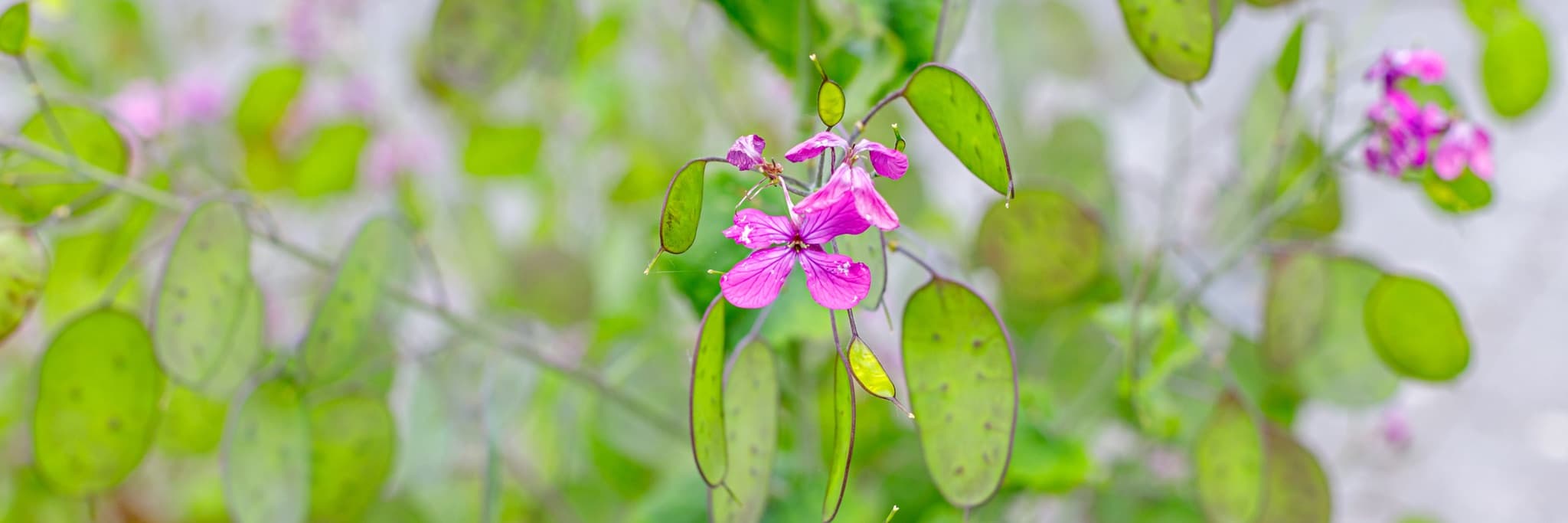 pink lunaria plant