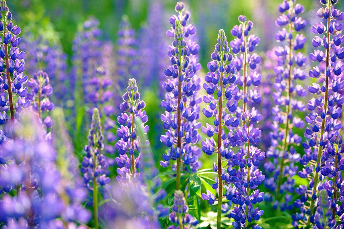 lupins blooming in a field