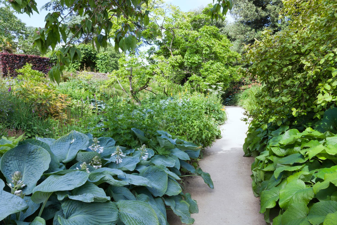 lush and leafy garden with various green shrubs including hostas, surrounding a gravel path