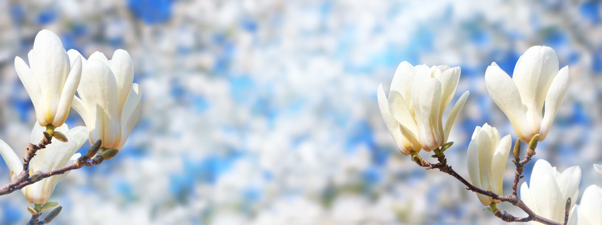white magnolia flowers with a bright background