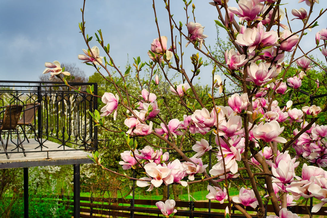 blossoming magnolia tree with a balcony in the background