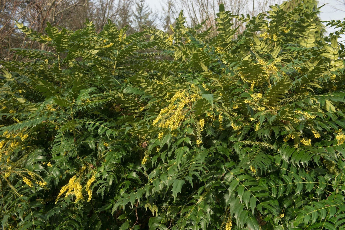 mahonia plant with its distinctive greenery