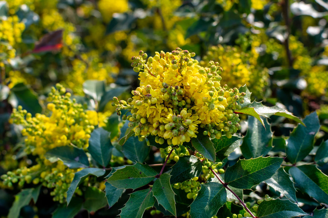 yellow flowering mahonia shrub with dark foliage growing outdoors