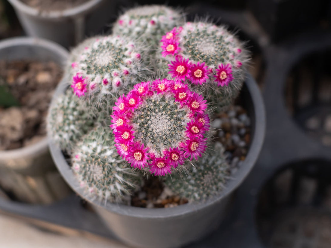 Mammillaria hahniana with blue-green fleshy bodies covered in thin white spikes with a circular cluster of small pink flowers