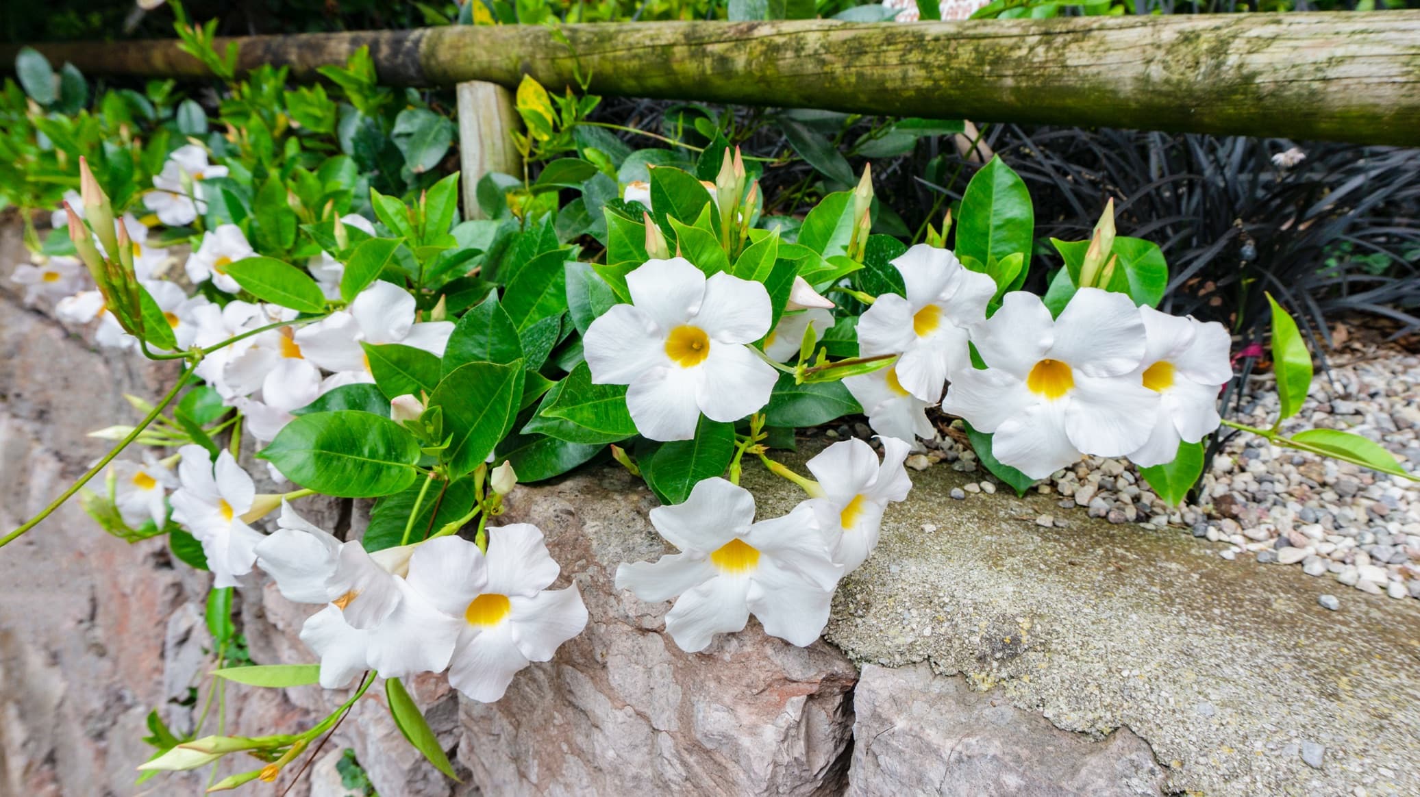 white mandevilla on a garden wall