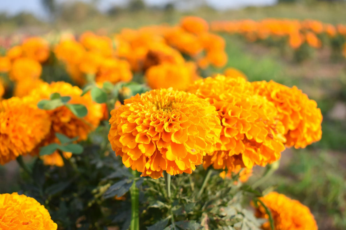 yellow blooming marigolds in a field
