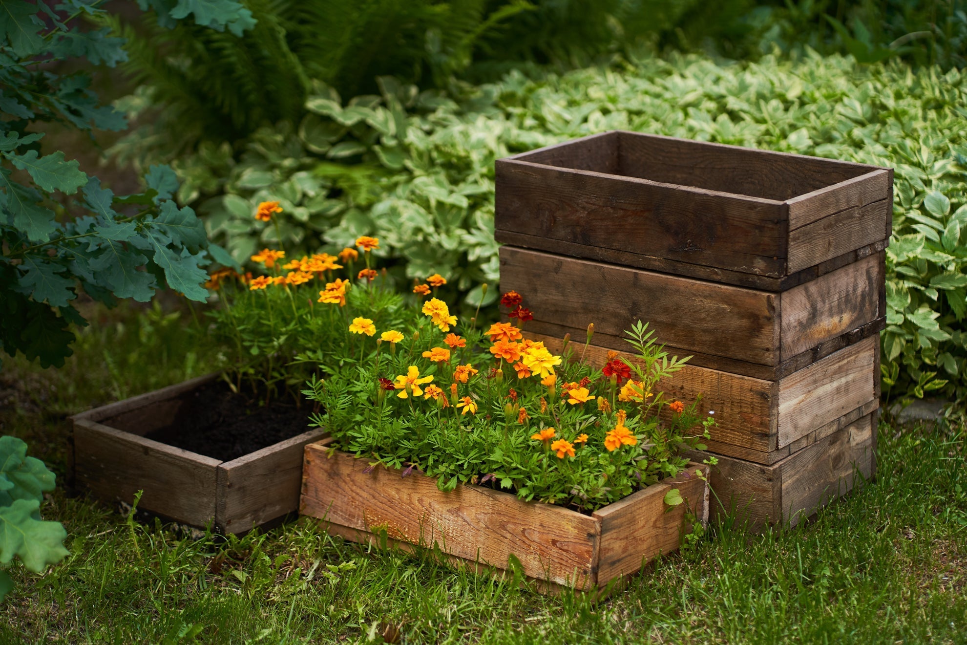 orange, yellow and red flowering marigolds growing in a wooden container in front of some green-leaved plants