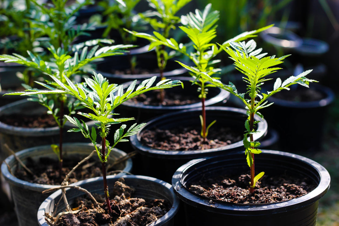 marigold seedlings bearing a few green leaves growing in small pots in rows