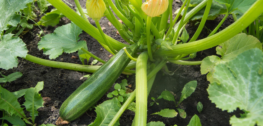 marrow fruit growing on the stem with yellow flowers blooming