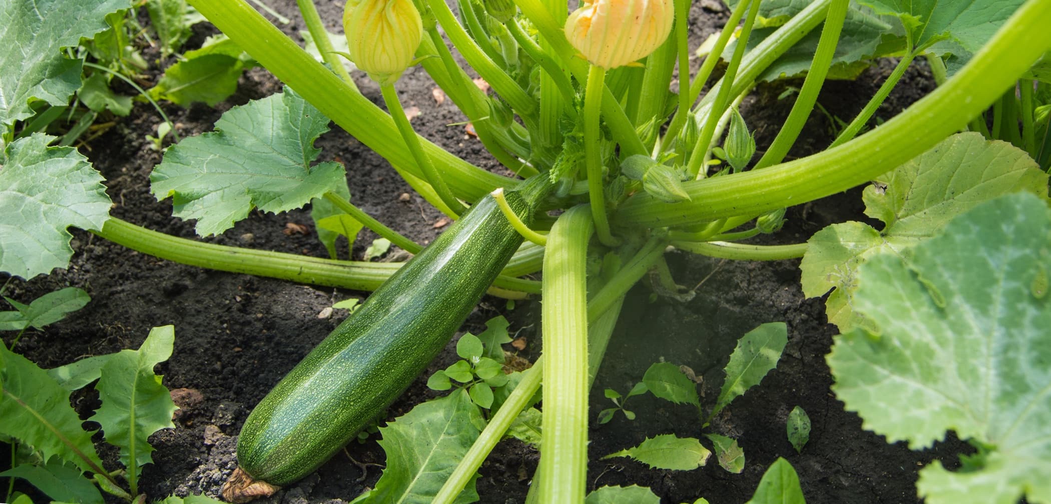 marrow fruit growing on the stem with yellow flowers blooming