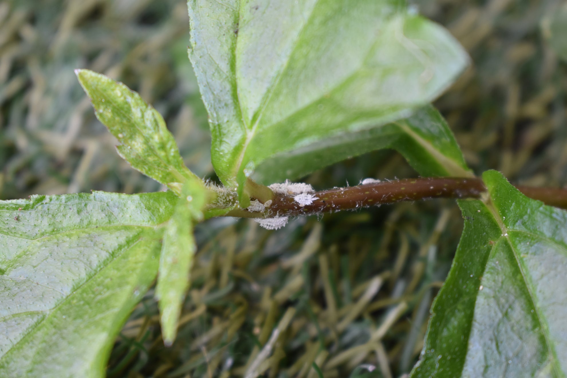 white mealybugs crawling along the stem of a green-leafed plant growing outside