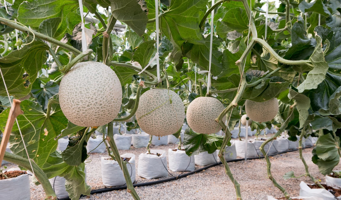 cantaloupe melons growing in a greenhouse