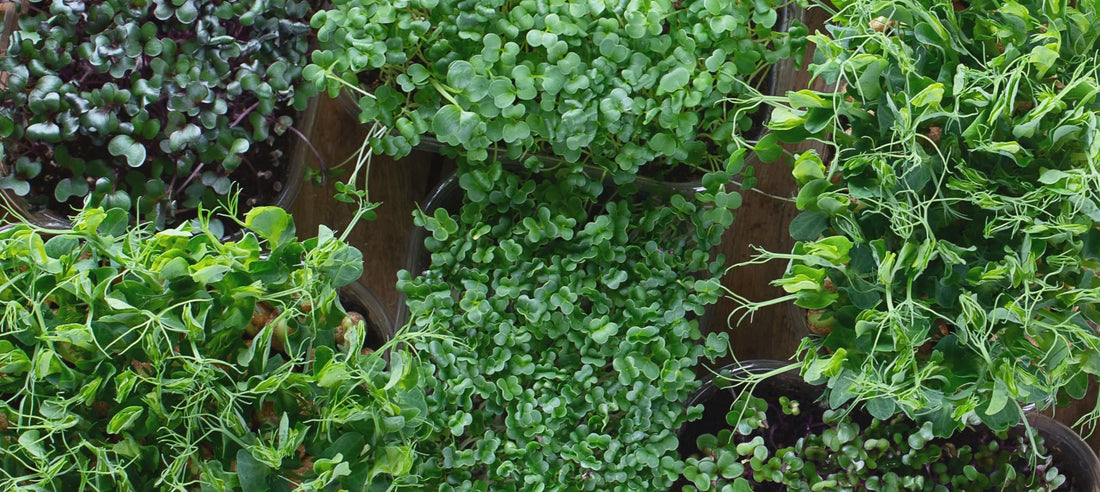 mixed microgreens on a wooden background