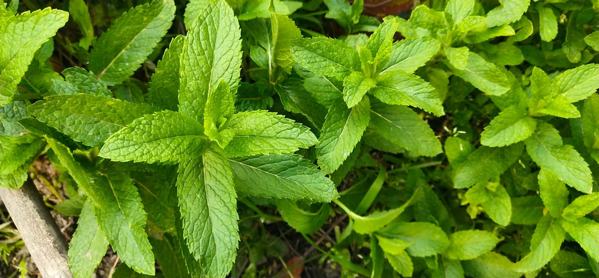 mint growing in the wild
