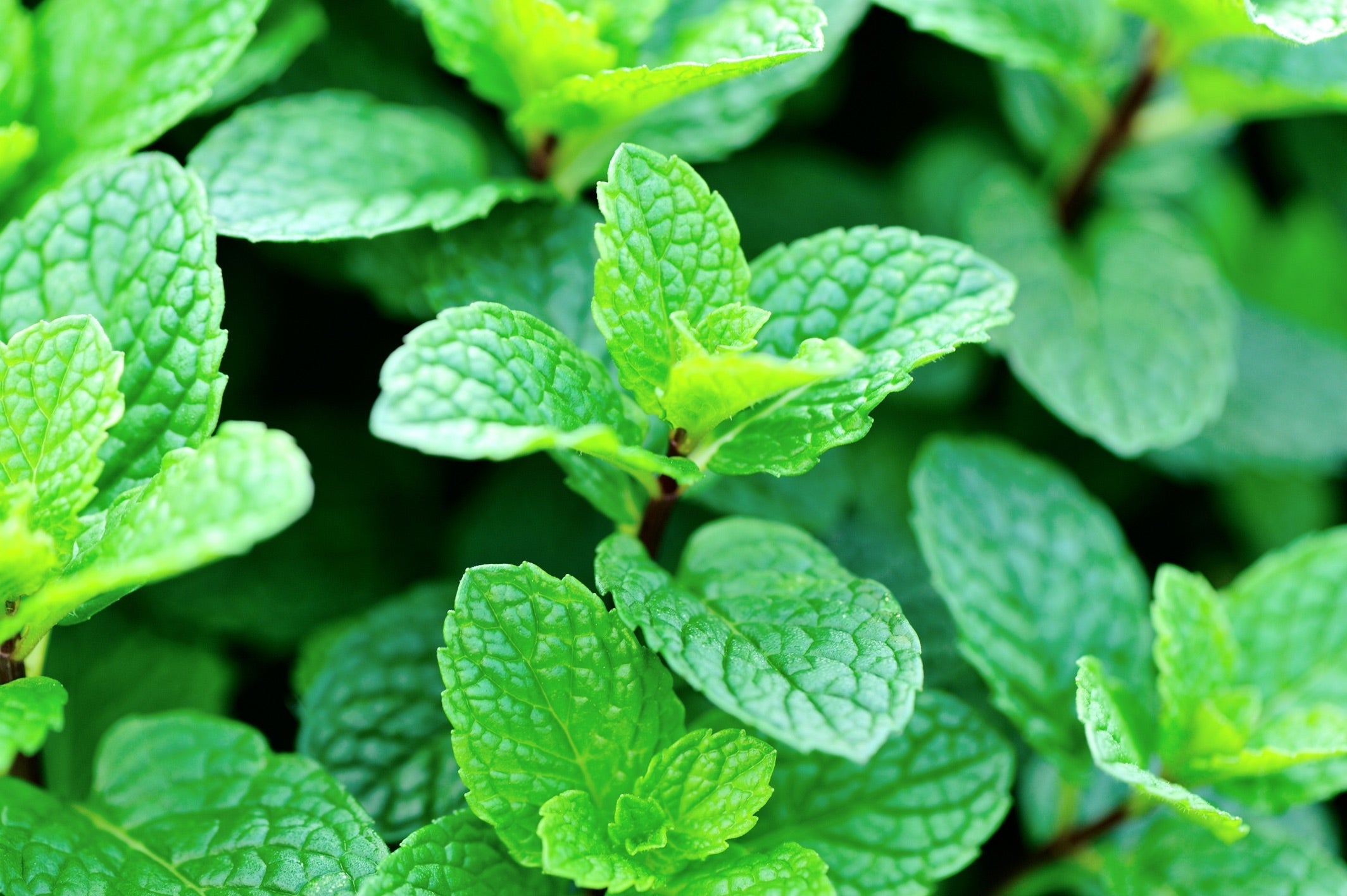 a close-up of a mint plant growing ready to be harvested